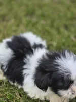 Teddy Bear Male 2, a male Bichon Frise and Shih Tzu for sale in Avon, IL – 2 of 5