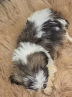 Teddy Bear Male 1, a male Bichon Frise and Shih Tzu for sale in Avon, IL – 2 of 2