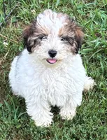 Male Schnoodle , a male Schnoodle for sale in Avon, IL – 4 of 5
