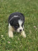 Mini Aussie  Male 1, a male Miniature Australian Shepherd for sale in Avon, IL – 5 of 5