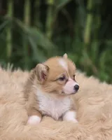 Female 1 Corgi, a female Pembroke Welsh Corgi for sale in Avon, IL – 2 of 5