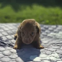 Chocolate Dapple Male with Blue Eyes , a male Miniature Dachshund for sale in Avon, IL – 2 of 8
