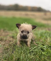 Female Cairn Terrier , a female Cairn Terrier for sale in Avon, IL – 4 of 5