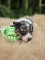 Dapple Piebald Male , a male Miniature Dachshund for sale in Avon, IL – 3 of 4