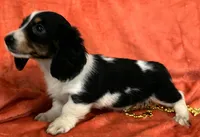 Longhaired Female one Miniature Dachshund , a female Miniature Dachshund for sale in Avon, IL – Photo 2 of 3