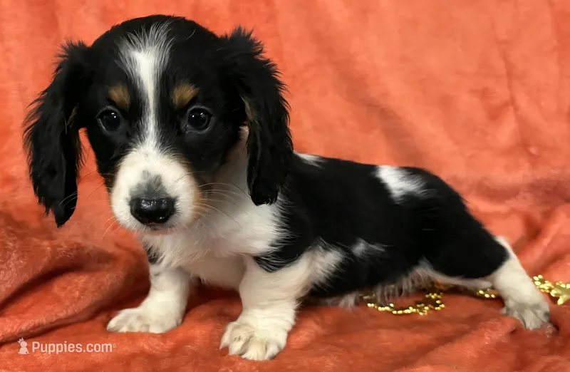 Longhaired Female one Miniature Dachshund  – Miniature Dachshund puppy for sale in Avon, IL