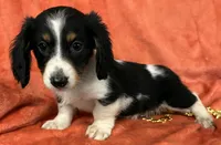 Longhaired Female one Miniature Dachshund , a female Miniature Dachshund for sale in Avon, IL – Photo 1 of 3