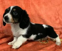 Longhaired Female one Miniature Dachshund , a female Miniature Dachshund for sale in Avon, IL – Photo 3 of 3