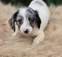 Longhaired Dapple Piebald Female , a female Miniature Dachshund for sale in Avon, IL – 3 of 5