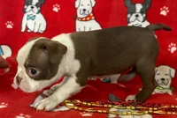 Female one Boston Terrier Red, a female Boston Terrier for sale in Avon, IL – Photo 2 of 3