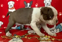 Female one Boston Terrier Red, a female Boston Terrier for sale in Avon, IL – Photo 3 of 3