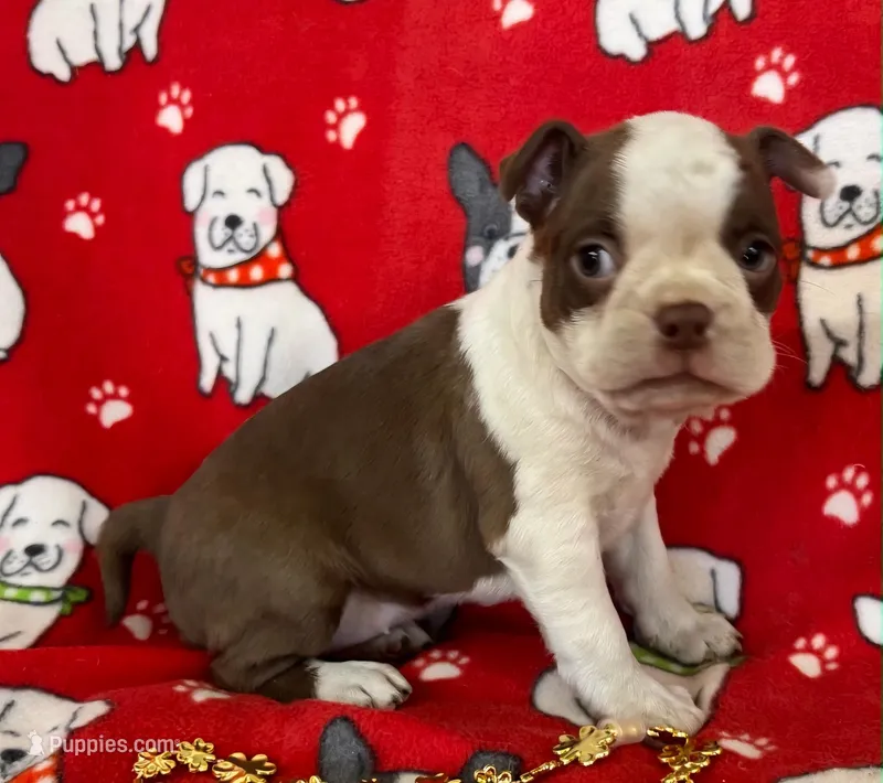 Female one Boston Terrier Red – Boston Terrier puppy for sale in Avon, IL