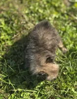 Charcoal Male Pomeranian , a male Pomeranian for sale in Avon, IL – 4 of 4