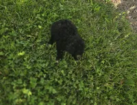 Black Female Toy Poodle , a female Poodle - Toy  for sale in Avon, IL – 4 of 4