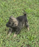 Norwegian Elkhound Female , a female Norwegian Elkhound for sale in Avon, IL – 4 of 4