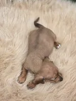 Miniature Dachshund Female 1, a female Miniature Dachshund for sale in Avon, IL – 5 of 5