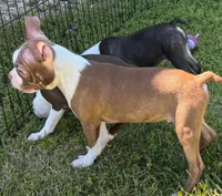Red male Boston Terrier , a male Boston Terrier for sale in Avon, IL – 6 of 6