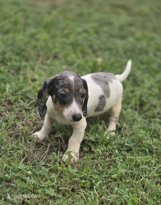 Dapple Piebald Male  – Miniature Dachshund puppy for sale in Avon, IL