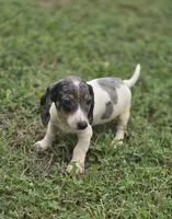 Dapple Piebald Male , a male Miniature Dachshund for sale in Avon, IL – 1 of 8