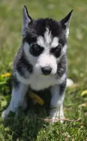 Black and white Female 2, a female Siberian Husky for sale in Avon, IL – 1 of 5