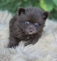 Chocolate Pomeranian Male , a male Pomeranian for sale in Avon, IL – 4 of 4