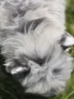 Merle Pomeranian Female , a female Pomeranian for sale in Avon, IL – 2 of 6
