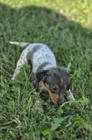 Dapple Piebald Female , a female Miniature Dachshund for sale in Avon, IL – 3 of 7