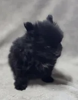 Black Female Pomeranian , a female Pomeranian for sale in Avon, IL – Photo 5 of 5