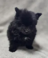 Black Female Pomeranian , a female Pomeranian for sale in Avon, IL – Photo 2 of 5