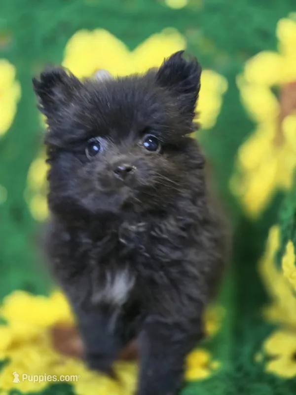 Black Female Pomeranian  – Pomeranian puppy for sale in Avon, IL
