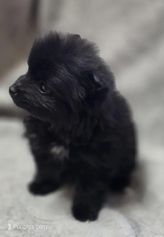 Black Female Pomeranian  – Pomeranian puppy for sale in Avon, IL