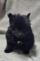 Black Female Pomeranian , a female Pomeranian for sale in Avon, IL – Photo 4 of 5