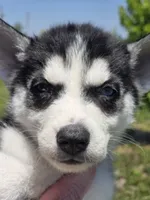 Black and white Female 2, a female Siberian Husky for sale in Avon, IL – 2 of 5