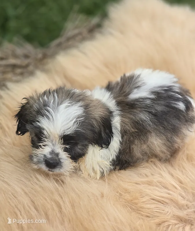 Teddy Bear Male 1 – Bichon Frise, Shih Tzu puppy for sale in Avon, IL