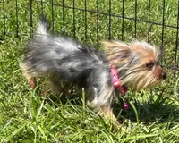 Female Yorkie , a female Yorkshire Terrier for sale in Avon, IL – 3 of 3