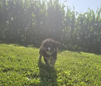 Siberian Husky Female 1, a female Siberian Husky for sale in Avon, IL – 3 of 4