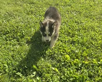 Husky Black and white Male , a male Siberian Husky for sale in Avon, IL – 4 of 4