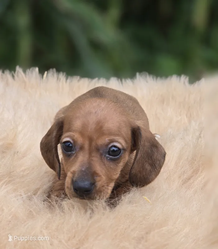 Miniature Dachshund Female 1 – Miniature Dachshund puppy for sale in Avon, IL