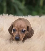 Miniature Dachshund Female 1, a female Miniature Dachshund for sale in Avon, IL – 1 of 5