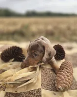 Male Dapple Miniature Dachshund , a male Miniature Dachshund for sale in Avon, IL – 6 of 6