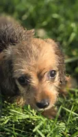 Female Miniature Dachshund , a female Miniature Dachshund for sale in Avon, IL – 5 of 5
