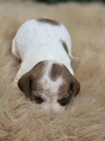 Piebald Female , a female Miniature Dachshund for sale in Avon, IL – 3 of 3