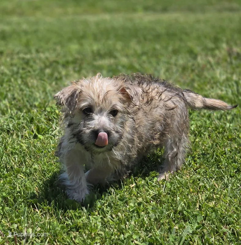 Cairn Terrier Male 2 – Cairn Terrier puppy for sale in Avon, IL