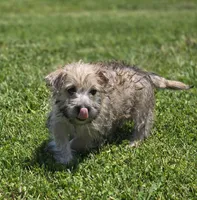 Cairn Terrier Male 2, a male Cairn Terrier for sale in Avon, IL – 1 of 5