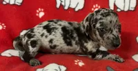 Dapple Male Miniature Dachshund , a male Miniature Dachshund for sale in Avon, IL – Photo 3 of 3