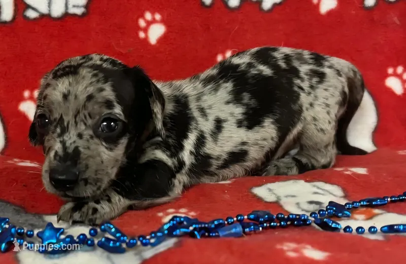 Dapple Male Miniature Dachshund  – Miniature Dachshund puppy for sale in Avon, IL