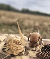 Male 2 Miniature Dachshund , a male Miniature Dachshund for sale in Avon, IL – 3 of 5