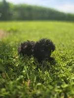 Black Male Toy Poodle , a male Poodle - Toy  for sale in Avon, IL – 4 of 4