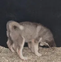 Red and White Male Siberian Husky , a male Siberian Husky for sale in Avon, IL – Photo 2 of 5