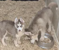 Red and White Male Siberian Husky , a male Siberian Husky for sale in Avon, IL – Photo 3 of 5